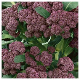 Everwilde Farms - 1 Lb Purple Sprouting Broccoli Seeds - Gold Vault