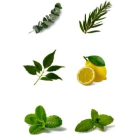 EvesDay Restful Essential Oil Blend