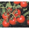 Tommy Toe Tomato Seeds
