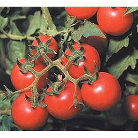 Tommy Toe Tomato Seeds
