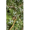Tree 20 FRESH cuttings of Red Eastern Cedar for rooting,