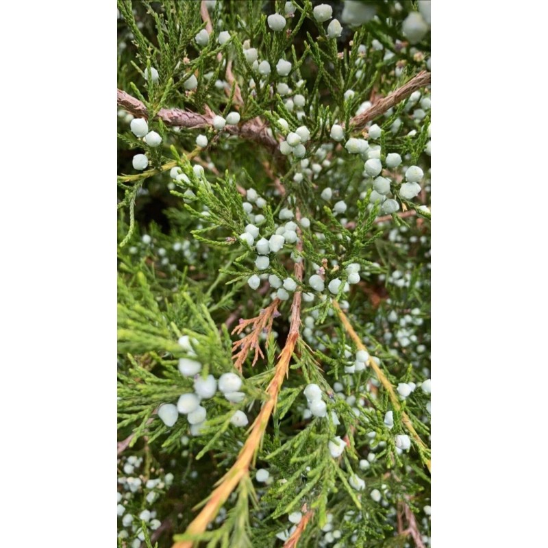 Tree 20 FRESH cuttings of Red Eastern Cedar for rooting,
