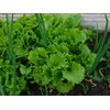RAISE ME UP: Seeds Indoor Lettuce Green Leaf Balcony Non