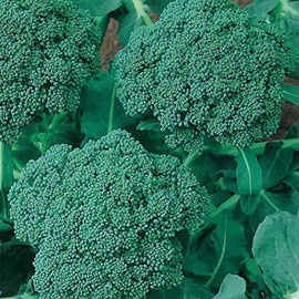 Organic Green Sprouting Calabrese Broccoli Seeds - 1/4 LB ~36,000 Seeds - Non-GMO, Open Pollinated, Heirloom, Vegetable Gardening - Micro Greens & Sprouting Seeds