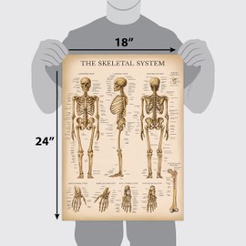 Palace Learning 3 Pack - Vintage Muscle + Skeleton + Ligaments of the Joints Anatomy Poster Set - Muscular and Skeletal System Anatomical Charts - Laminated 18" x 24"