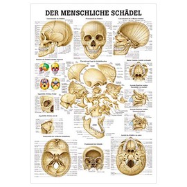 Sport-Tec Skull and Skull Bones Mini Poster Anatomy 34 x 24 cm Medical Teaching Aid