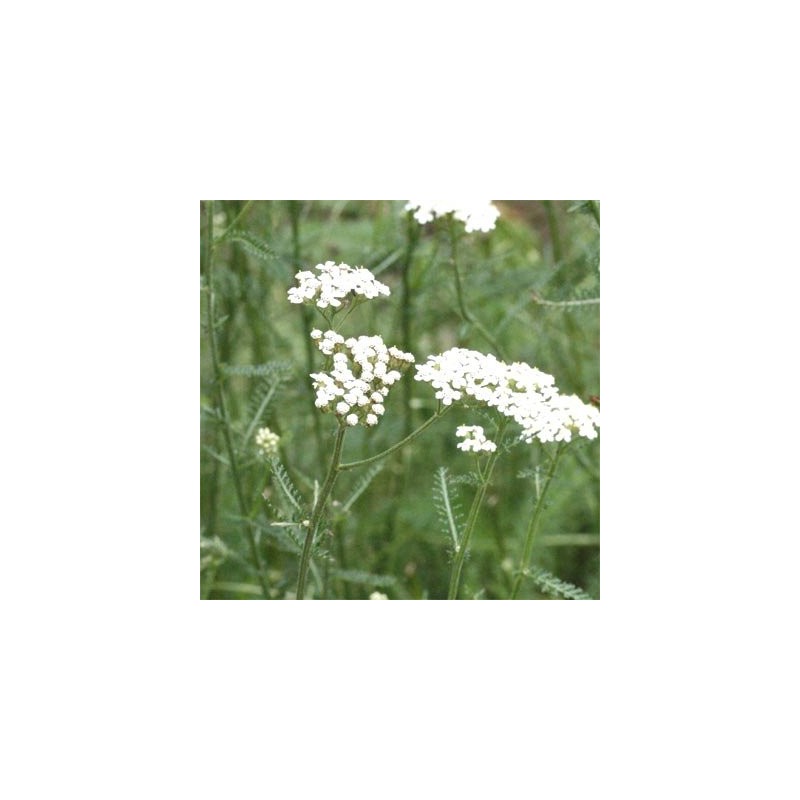 Yarrow Tea 1.8 oz (50 g), Yarrow Tea: Herbal Tea