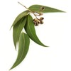 Eucalipto - Aceite Esencial Puro 15 ml - Grado Terapéutico