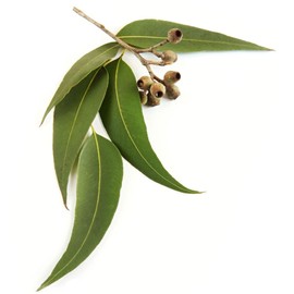 Eucalipto - Aceite Esencial Puro 15 ml - Grado Terapéutico - Auténtica Aromaterapia Florium