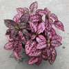 Outsidepride 50 Seeds Perennial Rose Hypoestes Flower Seeds for Planting