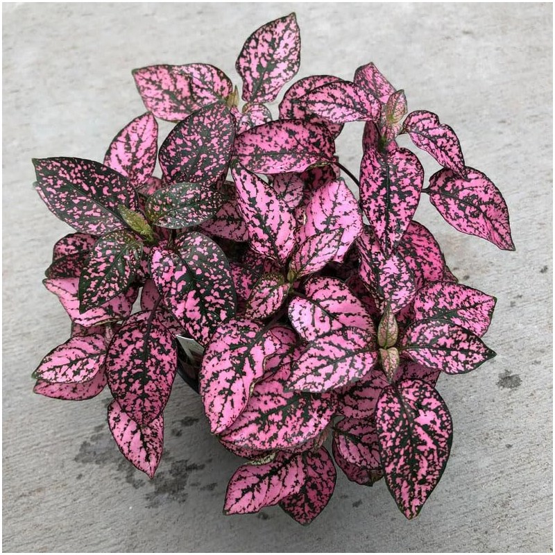 Outsidepride 50 Seeds Perennial Rose Hypoestes Flower Seeds for Planting