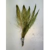 Red Myrio Myriophyllum Heterophyllum Live Aquarium Plants BUY 2 GET