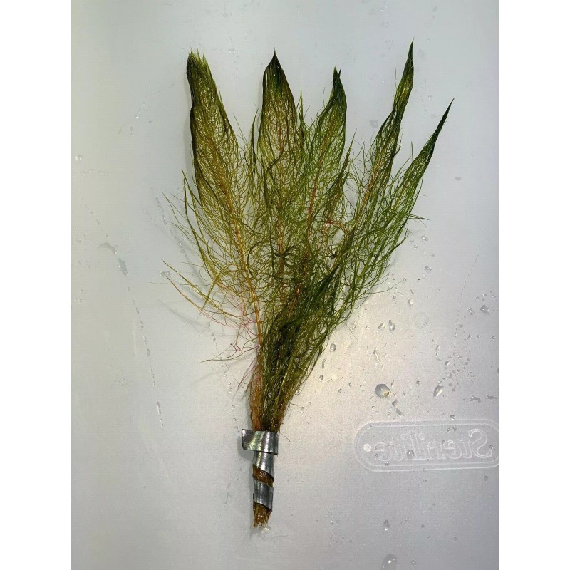 Red Myrio Myriophyllum Heterophyllum Live Aquarium Plants BUY 2 GET
