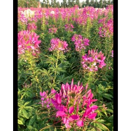 500 Cleome Seeds - Color Fountain Mixed Colors Golden Bee Plant Spider Flower