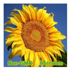 Honest Seed Co. Mammoth Grey-Stripe Sunflower Seeds BULK | Non-GMO | Heirloom Garden Seeds - 500+