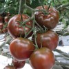KIRA SEEDS - Seeds Black Prince Tomato - Heirloom Vegetable