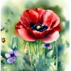 Papaver rhoeas (Corn Poppy, Red) Flower Seeds, Eye-Catching Appearance, Highly
