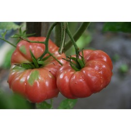 75+ Giant Belgium Tomato Seeds- Heirloom Variety- Grown in 2019