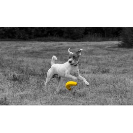 Petface Latex Banana Soft Chew Dog Toy, Large