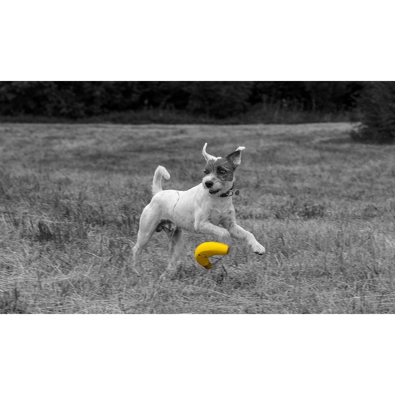 Petface Latex Banana Soft Chew Dog Toy, Large