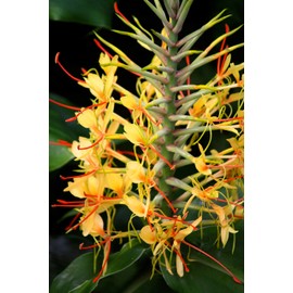Kahili Yellow Ginger Root Hawaiian - Apx. 1 Inch #1