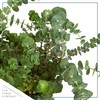Live Aromatic and Healthy Herb - Eucalyptus, Improves Air Quality,