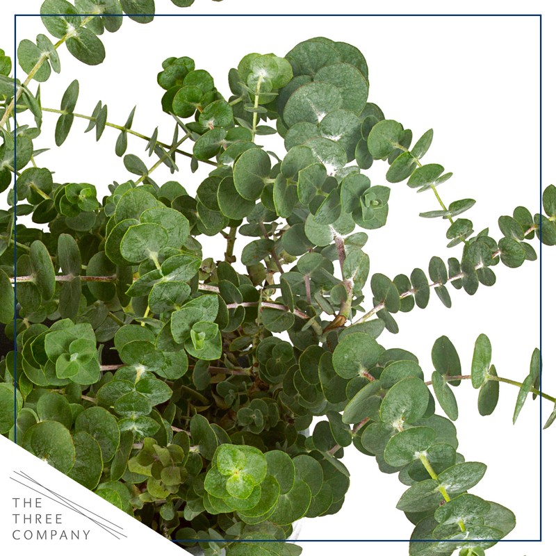 Live Aromatic and Healthy Herb - Eucalyptus, Improves Air Quality,