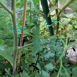 QHYCWIN100 add 100 Plant Support Clips,Flexibility with 2 Types of Clips,Upgrade Plastic Plant Clips,for Support Grape and Tomato Vine,Vegetables Plants,Garden Clips to Grow Upright (Green White)