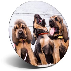 Destination Vinyl ltd Magnet for Refrigerator, Fridge - Cute Bloodhound Puppies Dog for Office, Cabinet and Whiteboard, Magnetic Stickers, 15558