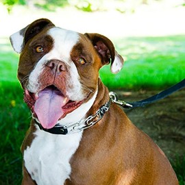 Herm Sprenger Herm Sprenger Prong Collar for Dog Training with Easy Quick Release Buckle - German Made Dog Collar with Chrome Plated Steel 3.0mm Prongs for Large - Extra Large Dogs (20-25" Neck)