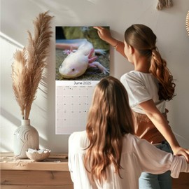 2024 2025 Axolotls Calendar - Wildlife Monthly Wall Calendar - 12 x 24 Open - Thick No-Bleed Paper - Giftable - Academic Teacher's Planner Calendar Organizing & Planning
