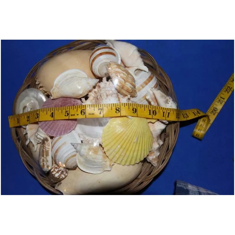 Salty Pelican Large Seashells Display MIx