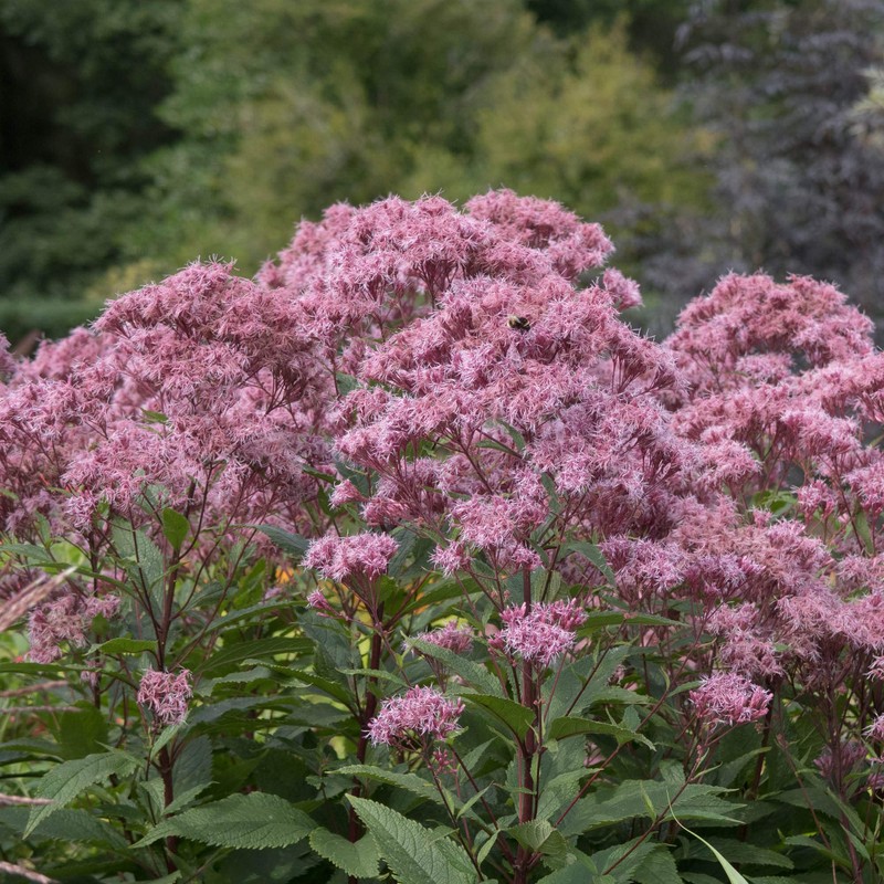Outsidepride 10000 Seeds Perennial Eupatorium Joe Pyeweed Flower Seeds for