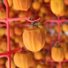 프리미엄 상주곶감 반건시 실속형 20구 선물세트 Premium Sangju Dried Persimmons