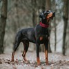 Fida Heavy Duty Dog Collar 1.5” Width, Ultra Soft Neoprene