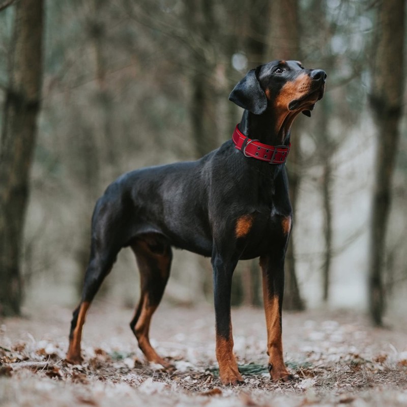 Fida Heavy Duty Dog Collar 1.5” Width, Ultra Soft Neoprene