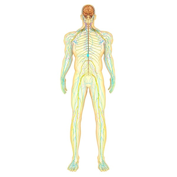 Posterazzi Anatomy of human nervous lymphatic system front view Poster