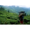 Darjeeling Second Flash Pugli Tea Garden Enigma PHUGURI ENIGMA Second