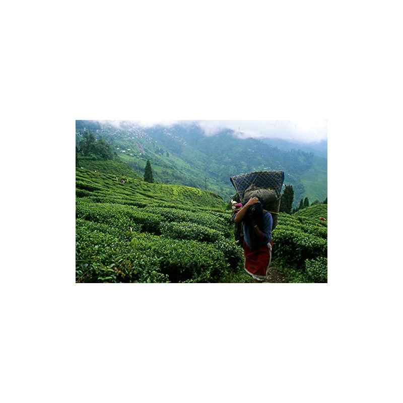 Darjeeling Second Flash Pugli Tea Garden Enigma PHUGURI ENIGMA Second