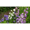 NIKA SEEDS - Flowers Canterbury Bells Double Mix (Cups and