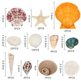 Wirow 12 Kinds Sea Shells Mixed Ocean Seashells 2.5-8cm, Various Sizes Natural Seashell & Starfish for Beach Themed Decor, DIY Crafts, Vase Fillers, Fish Tank, Home, Wedding and Party Decoration