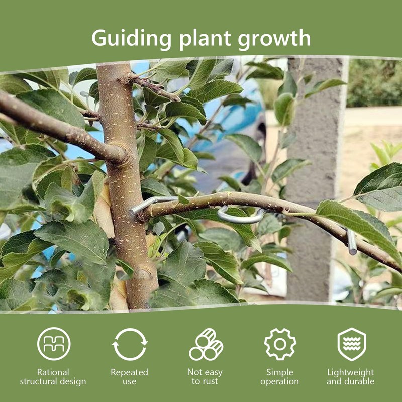 Pack of 30 Branch Separators for Fruit Trees, M Shaped