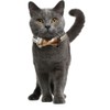KUDES 2 Pack/Set Cat Collar Breakaway with Cute Bow Tie