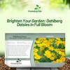 Outsidepride Dahlberg Daisy Seeds for Planting – 10000 Pcs Annual,
