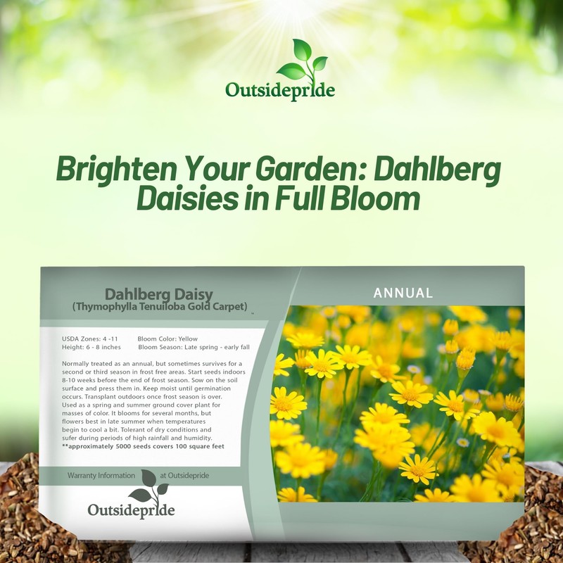 Outsidepride Dahlberg Daisy Seeds for Planting – 10000 Pcs Annual,