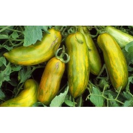 Southeast Seeds Green Sausage Tomato Seeds, Heirloom, Green Sleeves, Pasting, NON-GMO, FREE SHIP - 60 Seeds