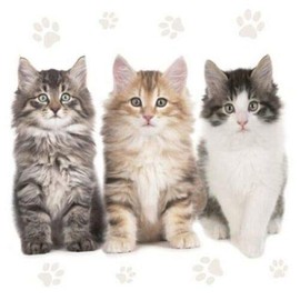 Set of 20 Paper Party Napkin DECOUPAGE Cats Watercolor Decor Luncheon Napkins for a birthday holiday, Wedding, Cocktail Party