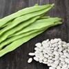 PREMIER SEEDS DIRECT - Climbing Italian Haricot Bean - Cocco
