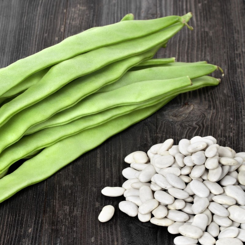PREMIER SEEDS DIRECT - Climbing Italian Haricot Bean - Cocco