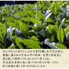 Kiyoizumi Uji Tea Gift 5.3 oz (150 g) x 2,